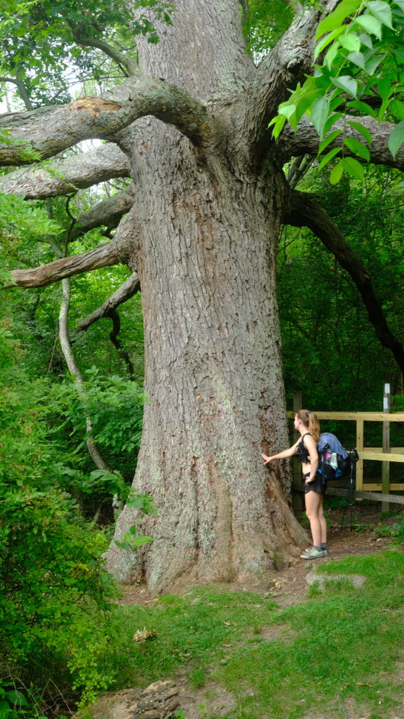 Keffer Oak